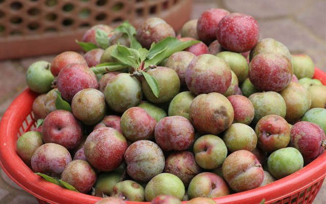 4 cách chế biến mận hậu đầu mùa ngon, giòn đã miệng 1