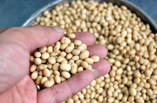 Chú ý khi đun sữa đậu nành thơm ngon, đảm bảo vệ sinh 1