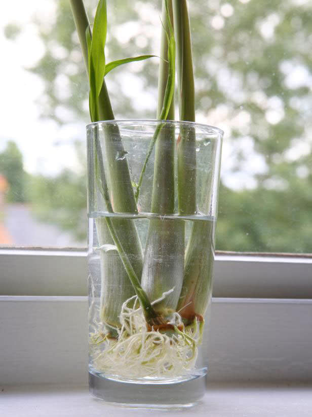 Diệt muỗi phòng chống sốt xuất huyết không cần hóa chất 1