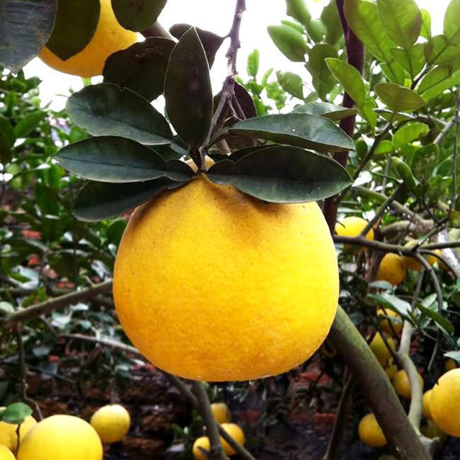 Những loại quả đặc trưng trong mâm ngũ quả ngày Tết ở miền Bắc 2